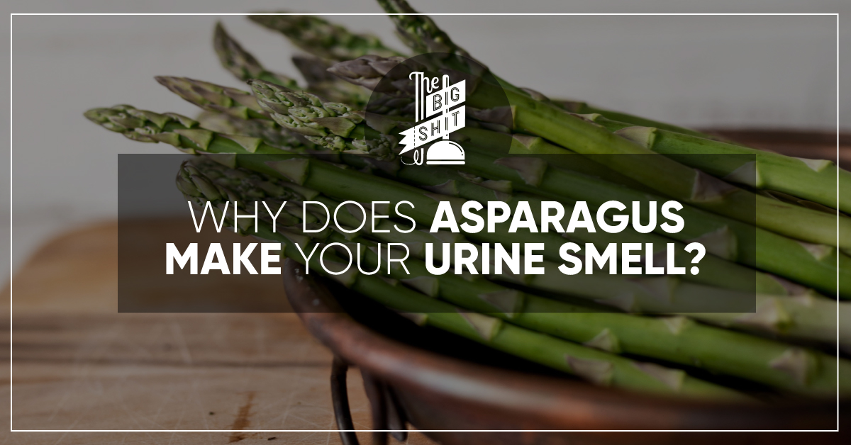 Why does asparagus make your urine smell?